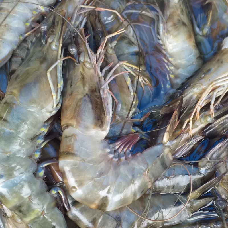 

udang segar 500 gr