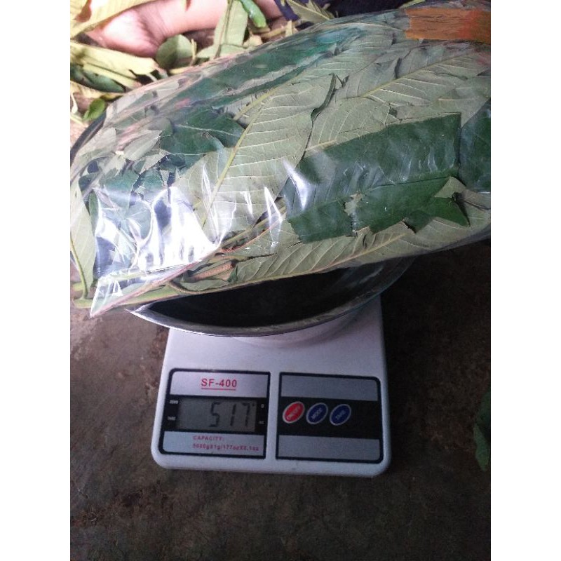 

DAUN SUNGKAI 500 gram herbal