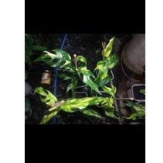 epipremnum kujang