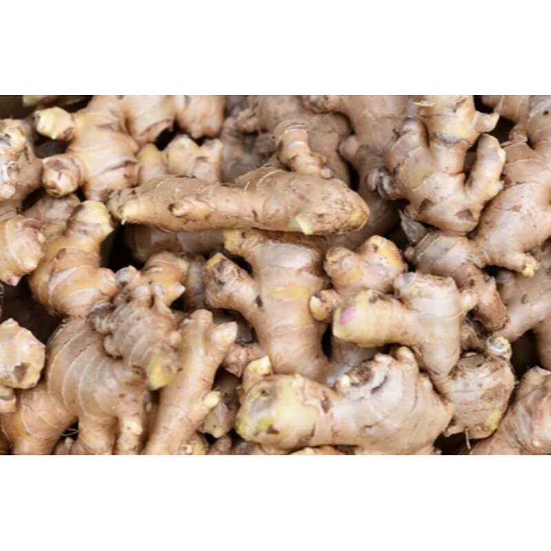 

JaheSegar/ Zingiber officinale250gram