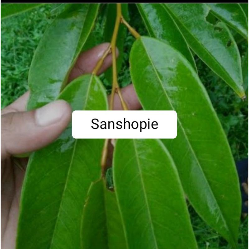 

Daun durian duren segar 500 gram