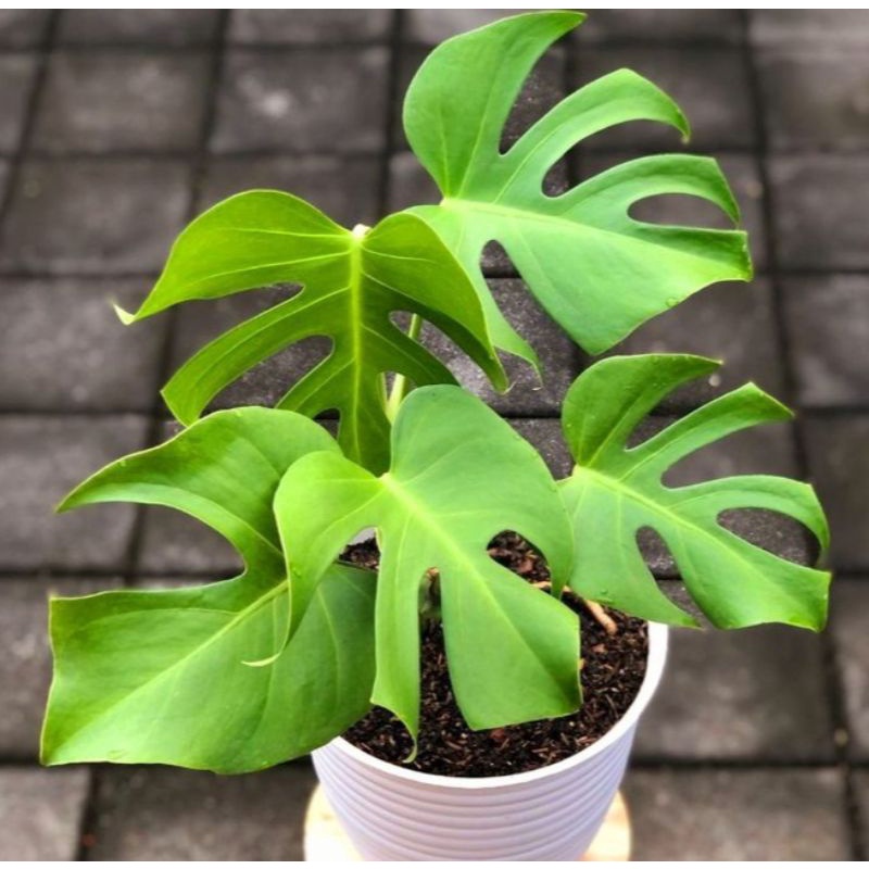 (BISA COD)TANAMAN HIAS BUNGA MONSTERA KING