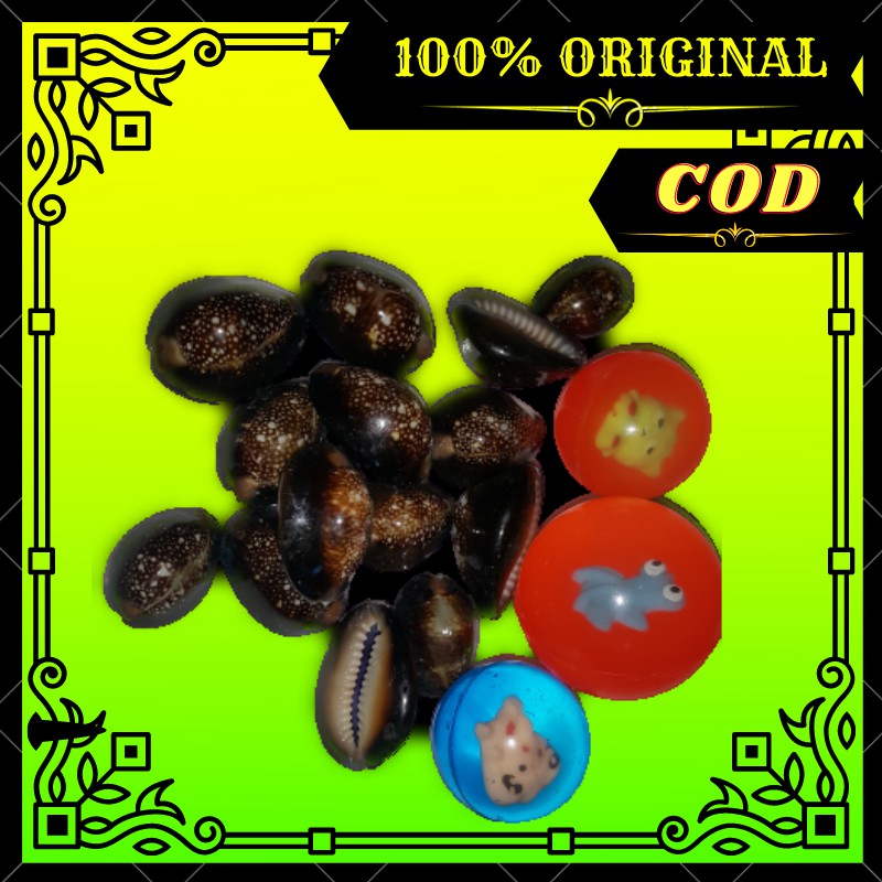 BIJI BEKEL KERANG ASLI KUWUK KEWUK HITAM MAINAN ANAK BIJI BEKEL KERANG ASLI KUWUK KEWUK HITAM MAINAN ANAK