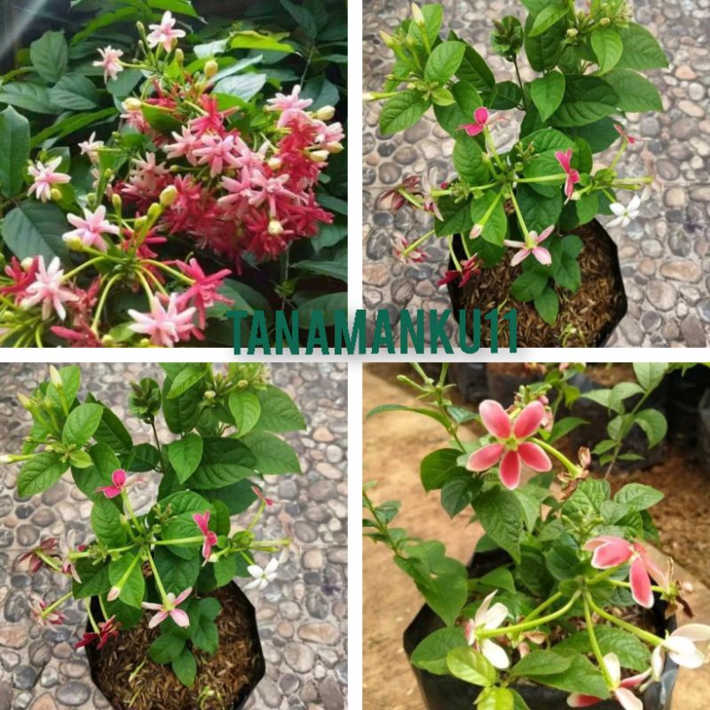 tanaman melati belanda rimbun super