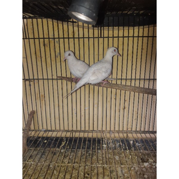 burung perkutut putih mata merah