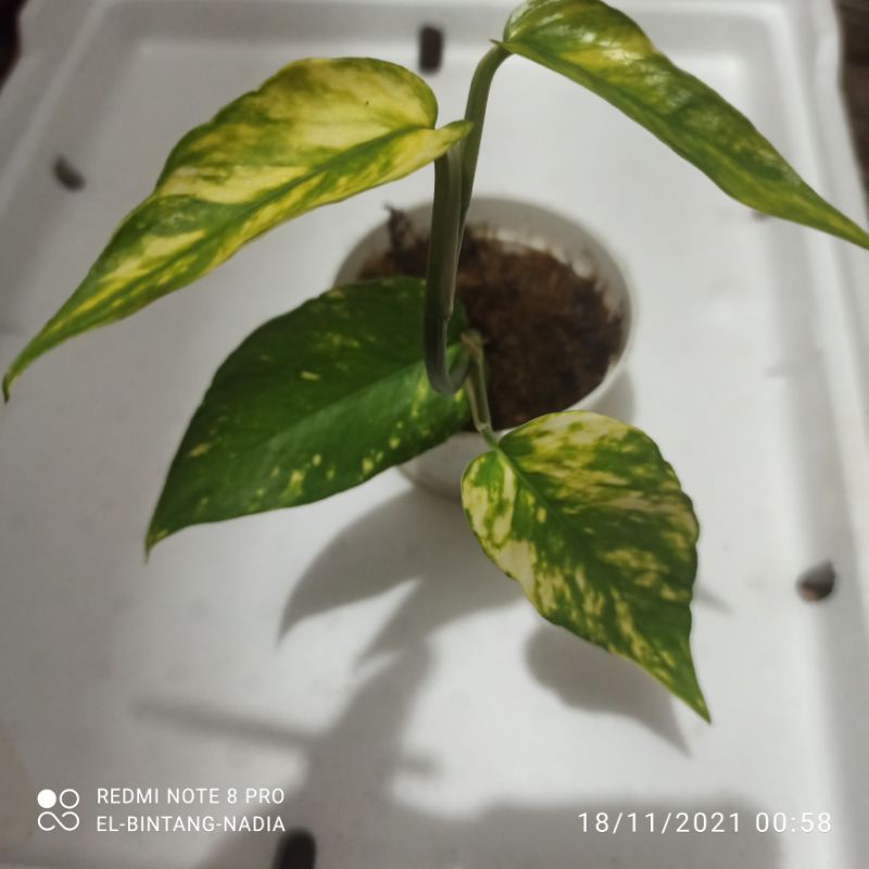 Epipremnum Yellow flame F1 epip kujang