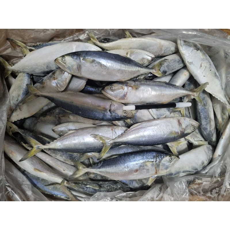 

ikan kembung banjar / kembung 6 - 10 @1kg