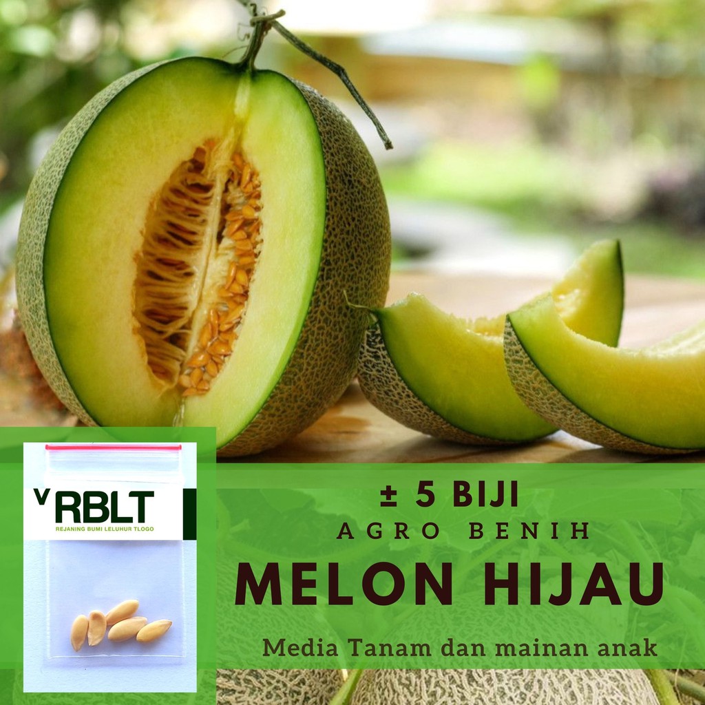 

5 Benih Melon Hijau F1 Hibrida Melani Bibit Tanaman Buah Melon Putih Berjaring Daging Tebal Unggul
