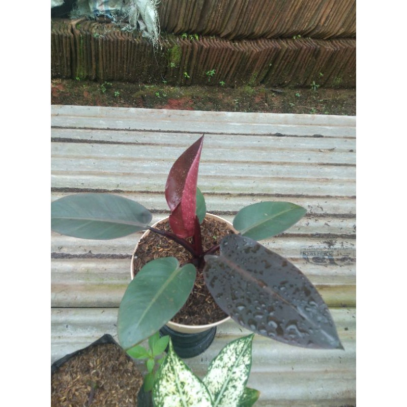 Philo black kardinal