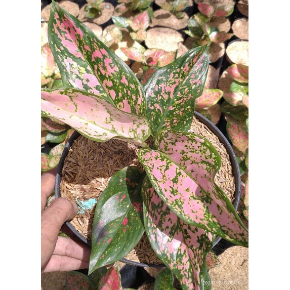 Bunga Aglonema Ruby Cristin/RUBY PINK
