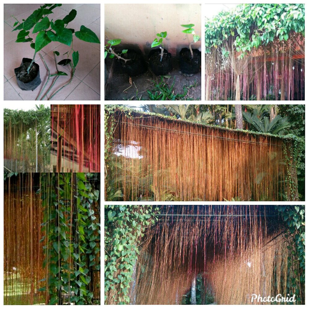 Bibit Tanaman Rambat Dengan Akar Gantung Curtain Ivy Princess Vine Tanaman Hias Peneduh Teras Rumah Shopee Indonesia