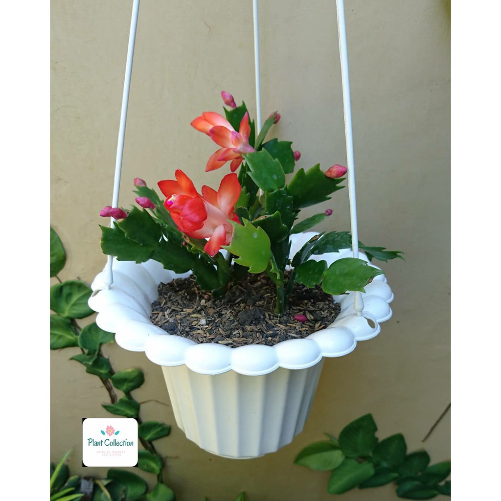 TANAMAN HIAS RED CHRISTMAS CACTUS | WIJAYA KUSUMA KEPITING
