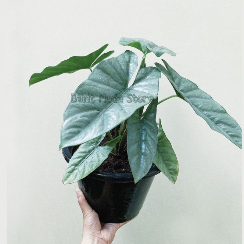 Tanaman Hias alocasia corazon - alocasia corazhon