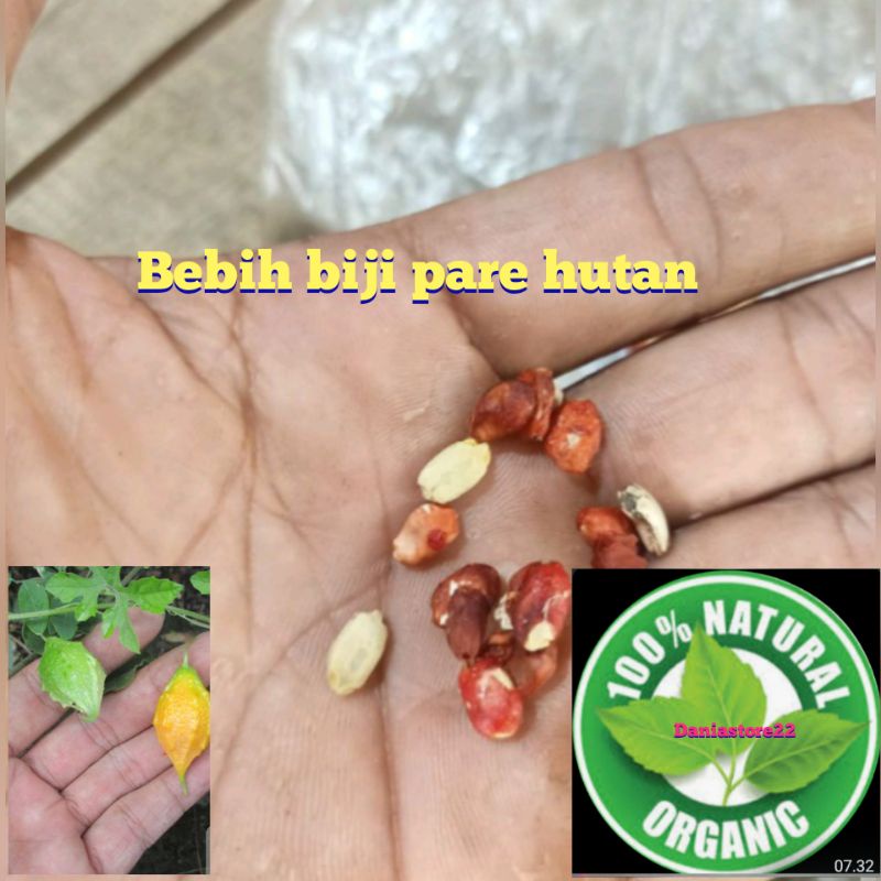 

Benih biji buah pare hutan 50 butir