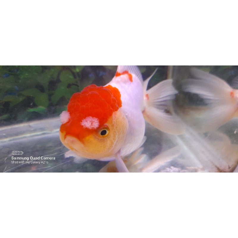 

ikan oranda bulky redcap