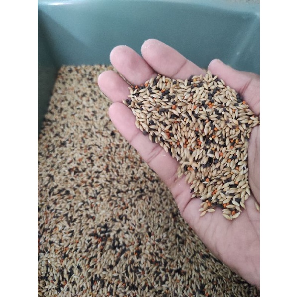 PAKAN KENARI / KENARI SEED CAMPUR 500GRAM