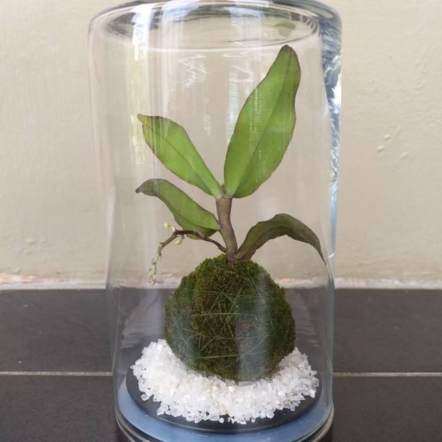Terrarium Kit / Paket Terrarium