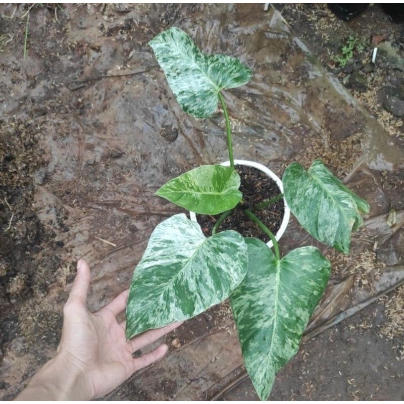 Philoddendron Gigantium Marble Varigata
