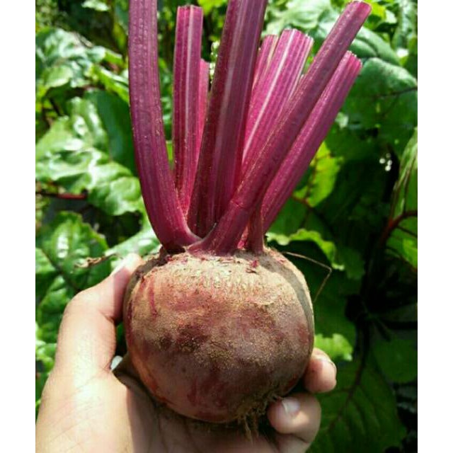 

PROMO BUAH BIT / BEET ROOT 1 KG MURAH BANGET