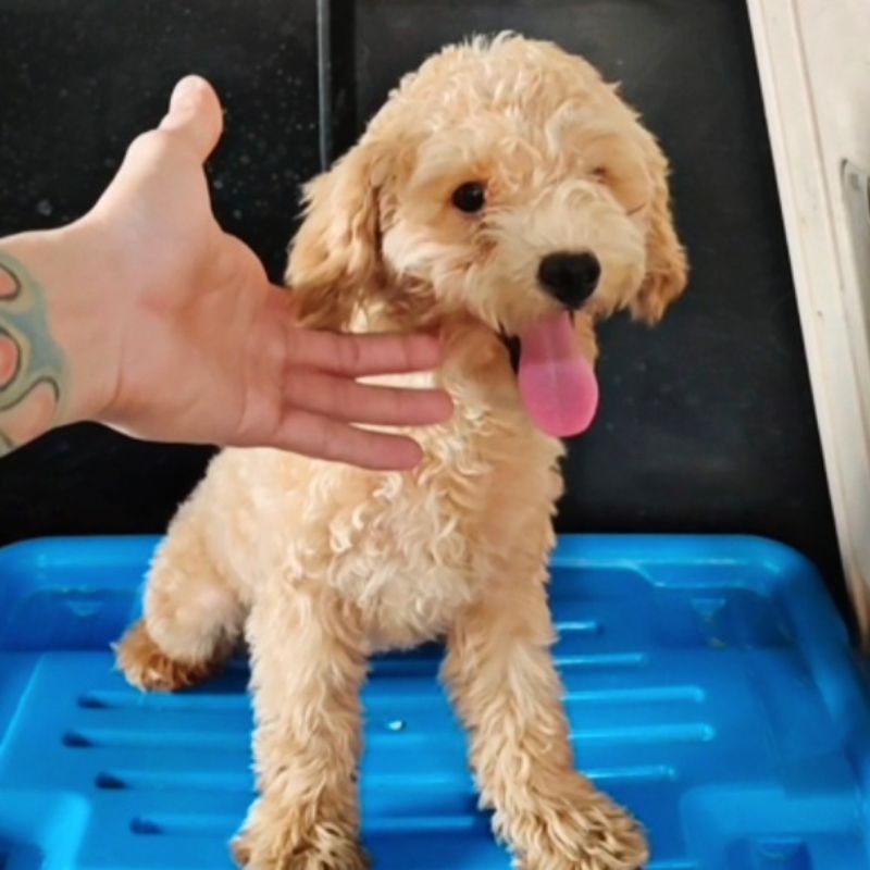 ANJING TOY POODLE BETINA WARNA APRICOT/FAWN MIRIP BONEKA TEDDY BEAR IMUT LUCU