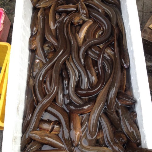 

Belut Segar Ikan Frozen Mati