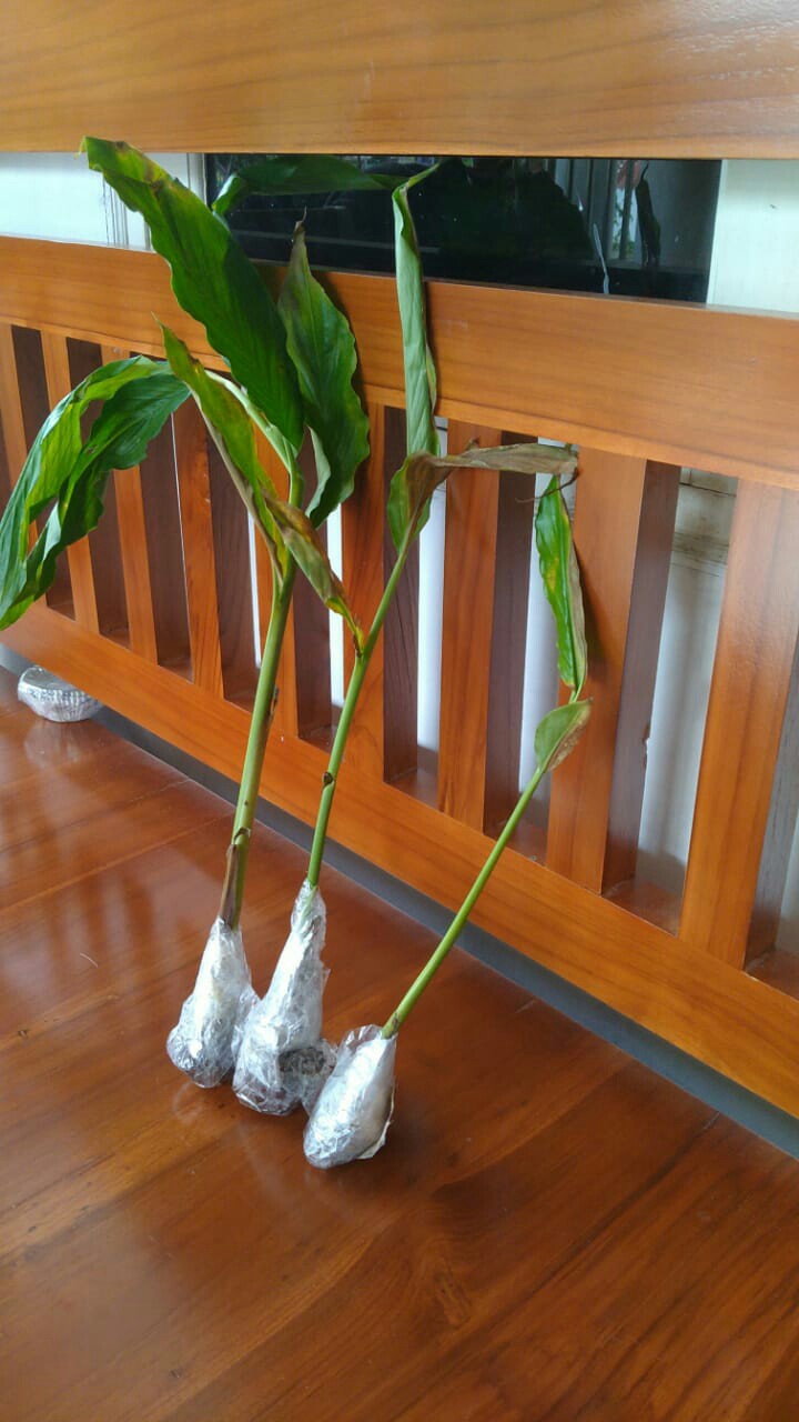 Bibit Kapulaga India