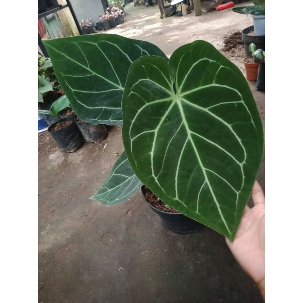 anthurium kuping gajah magnificum