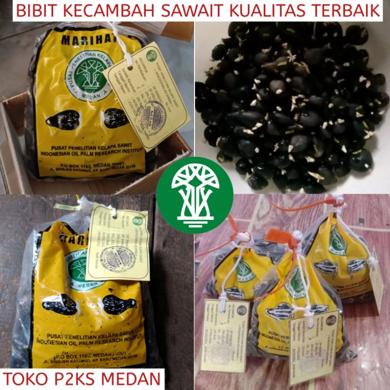 Jual Bibit Kecambah Sawit Unggul PPKS MAREHAT Varietas Marehat Marihat ...