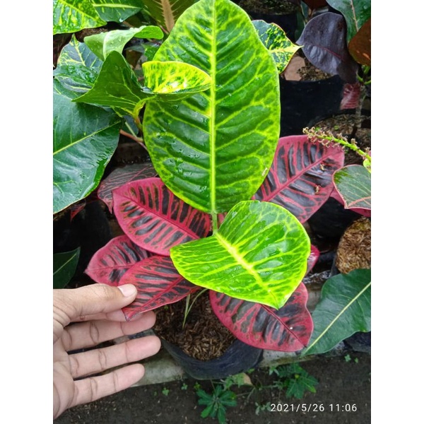 tanaman langka bunga puring legendaris black moonlight berkualitas