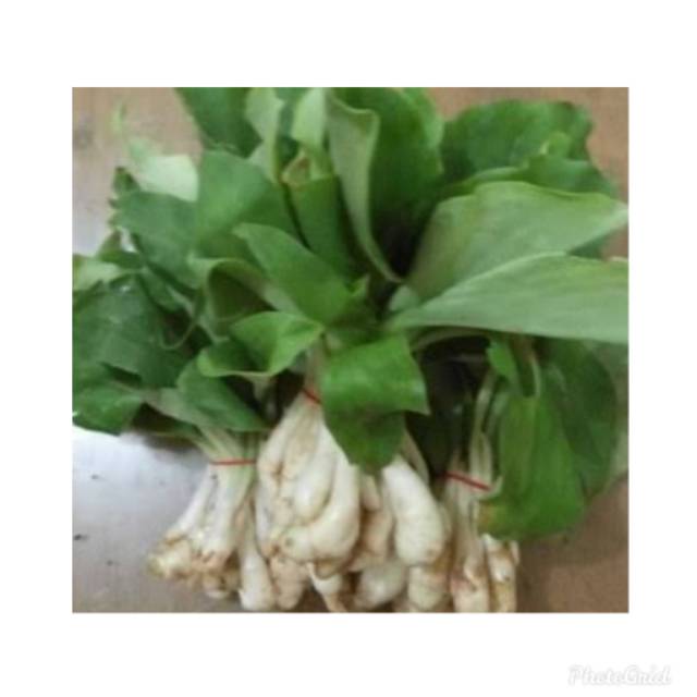 

Daun kencur