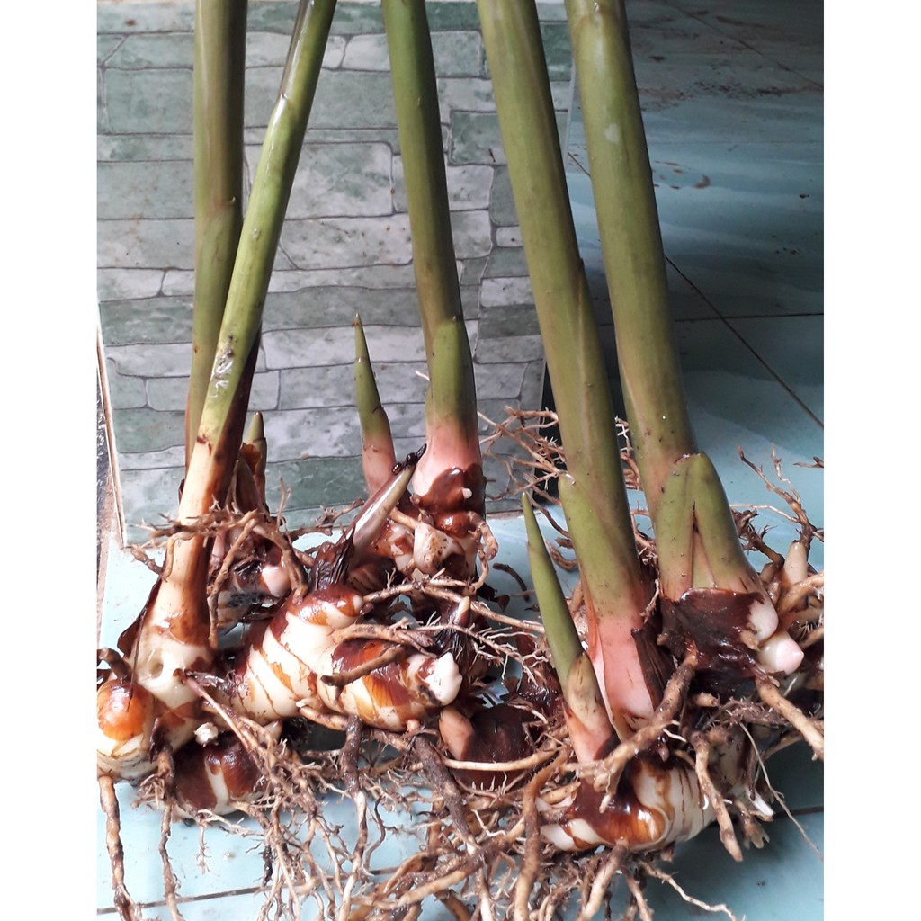 Bibit Lengkuas Putih Laos Bumbu masak