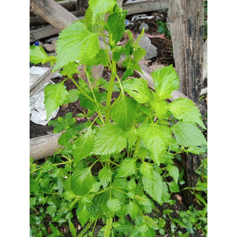 

daun sangket segar harga 150 lembar