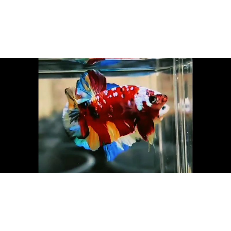 Cupang Nemo Multi Multicolor Top Grade Real Picure Video