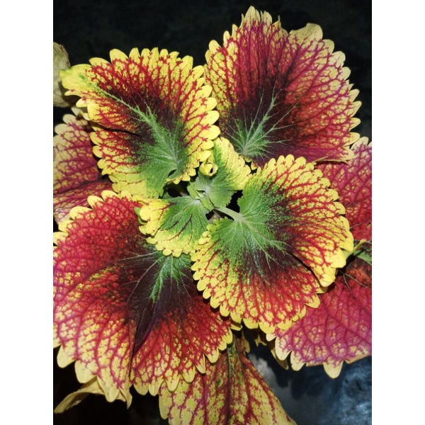 miana bara asmara atau sultan jombang