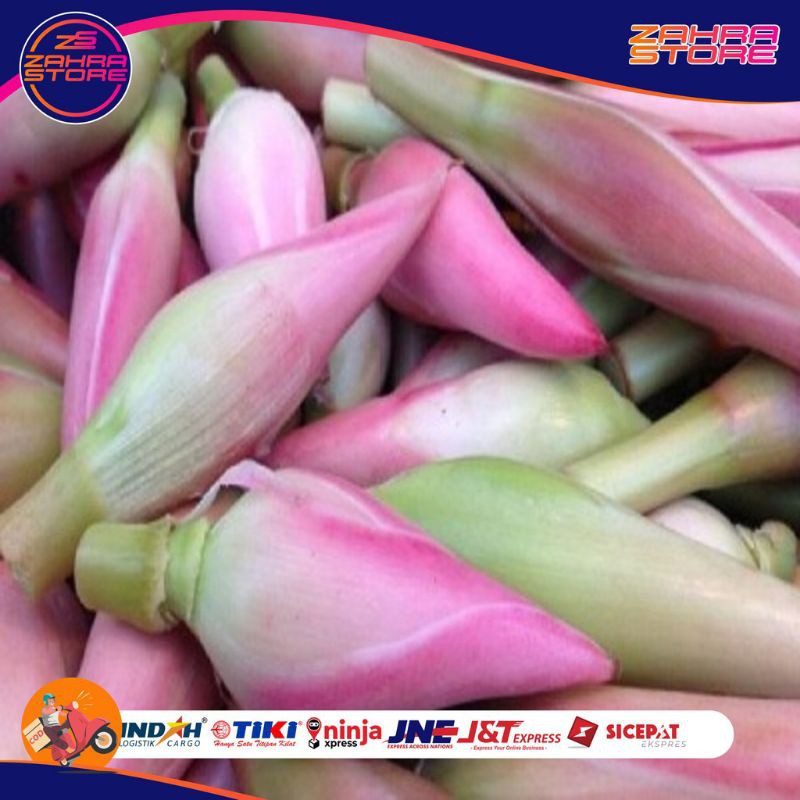 

Bunga Kecomrang Rombeh / Comrang / Bunga Honjee segarr per 1pcs