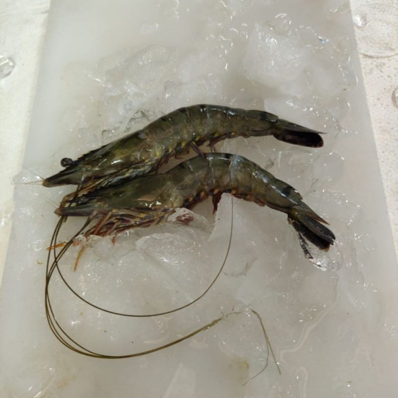 

Udang Pancet Fresh 25