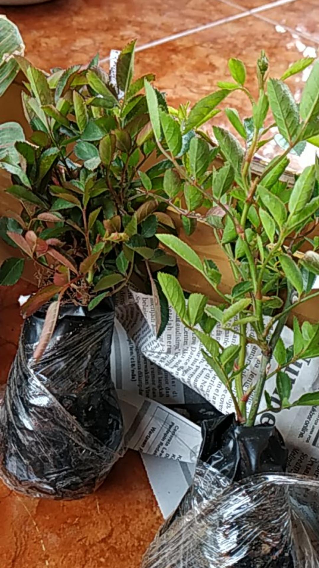 Bibit Tanaman Hias Daun Aglaonema Lipstiksian Aurora