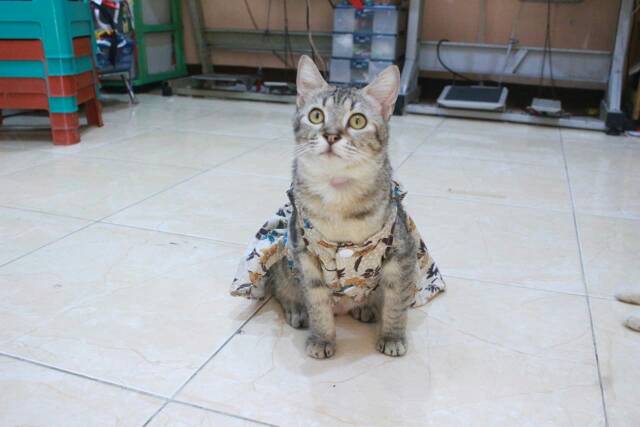 Dress batik bunga coklat lucu untuk kucing dan anjing size S M L XL