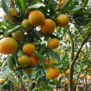 Bibit Buah Jeruk Keprok Manis Sudah Berbuah-Bibit Tanaman Buah Jeruk Keprok Berbuah Bibit Buah Jeruk