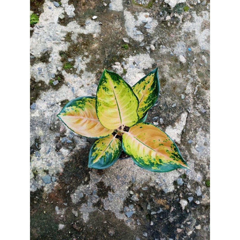 Aglaonema sultan brunai