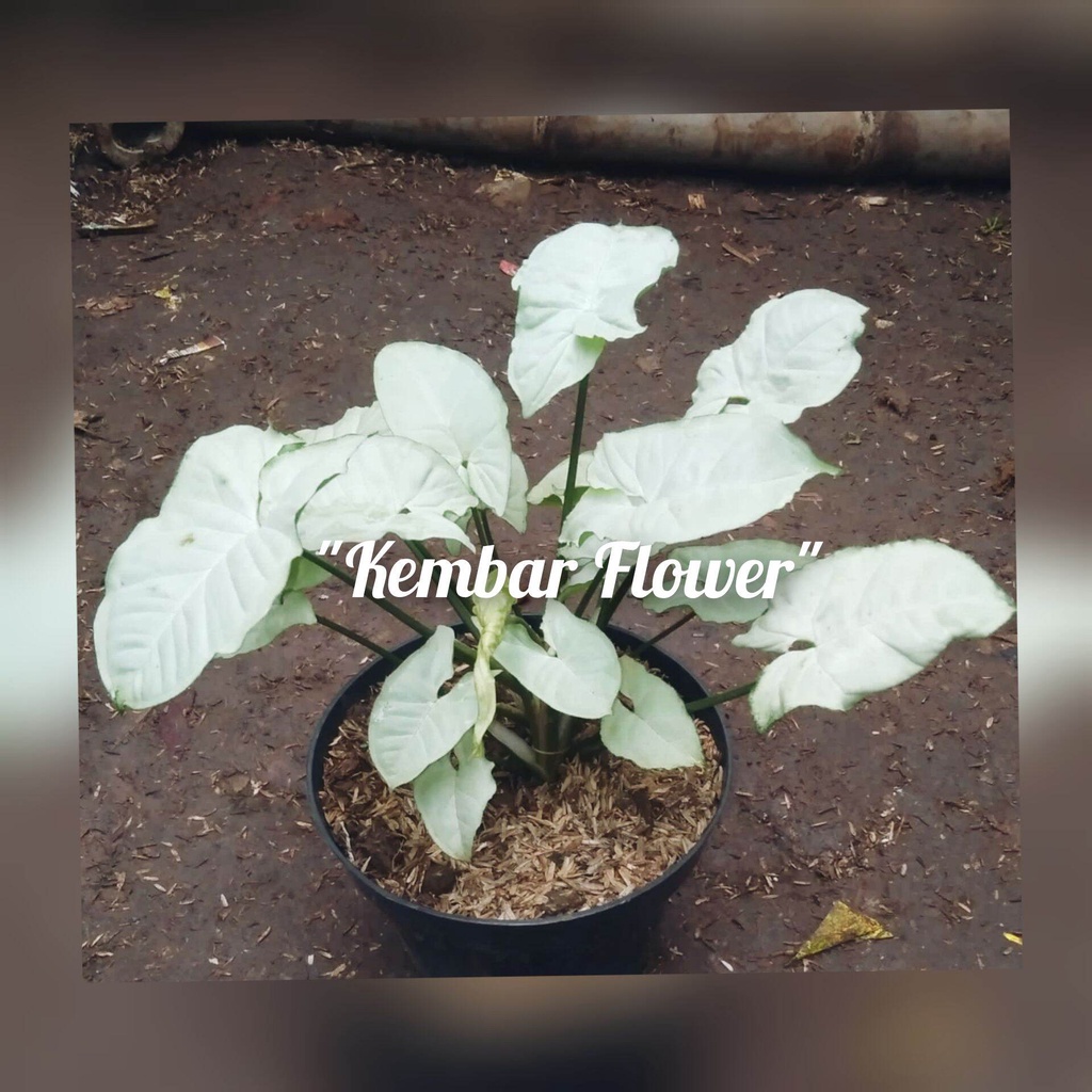 tanaman hias syngonium putih/tanaman hias bunga hidup asli/tanaman hias daun hidup asli/tanaman hias