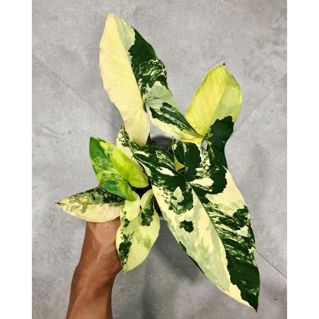 syngonium Aurea / syngonium Varigata Kuning