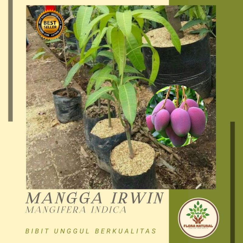 Bibit tanaman mangga irwin pohon buah mangga irwin - mangga ungu