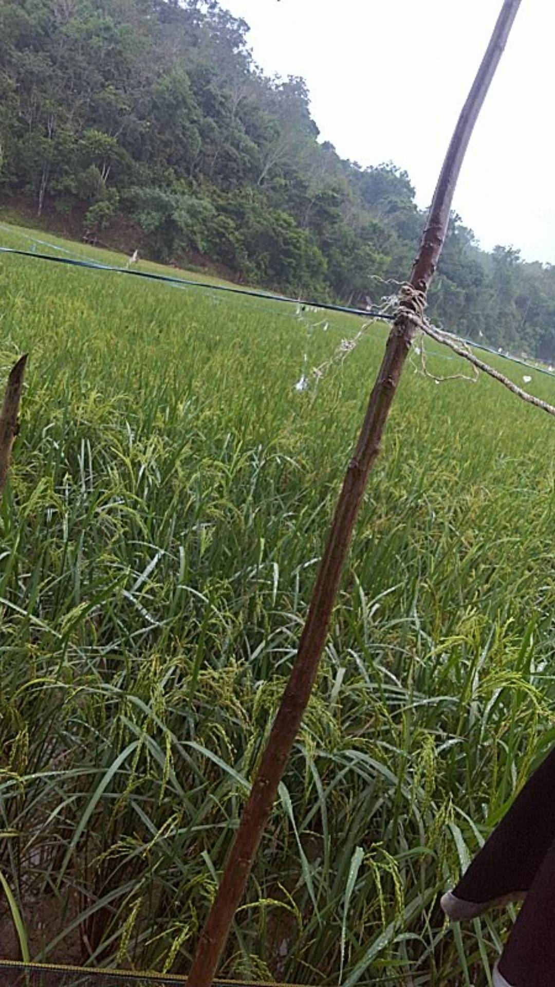 Baju Batik Anak Lengan Pendek ,batik Anak , Hem Anak Motif Manggar Rnb Anak