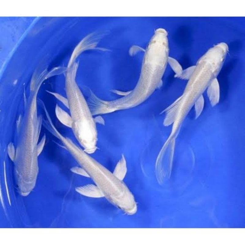 Koki Platinum Ogon - Ikan Hias