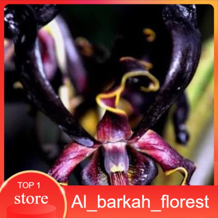 anggrek dendrobium black spider remaja