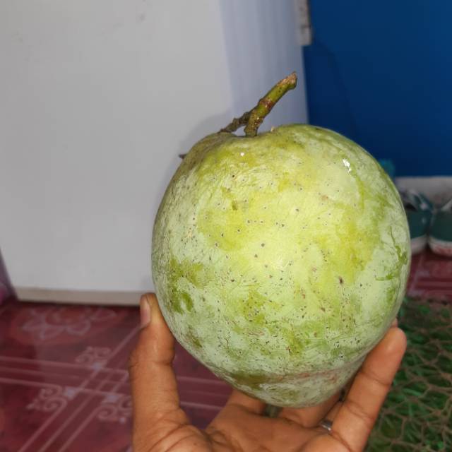 

Mangga Cengkir