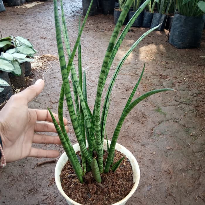 tanaman sansevieria fernwood - tanaman indoor - sansivera fernwood