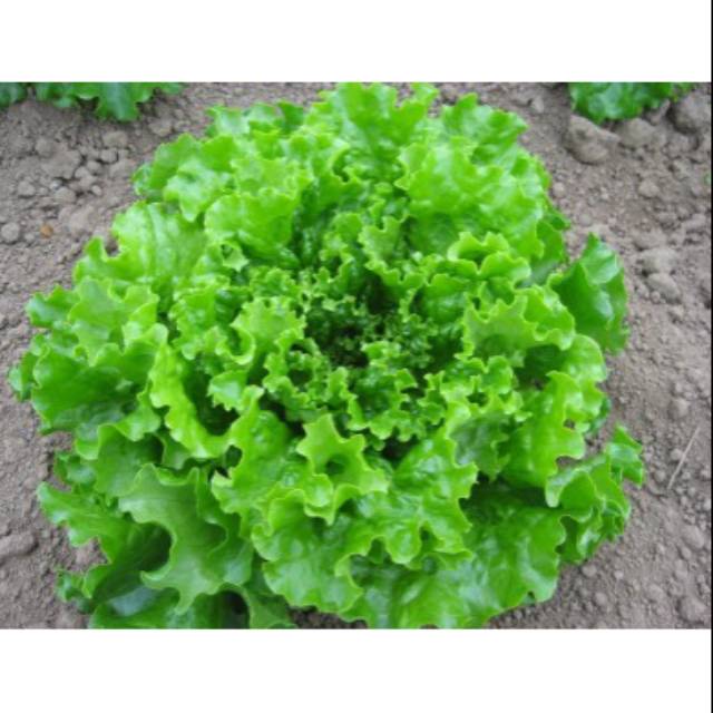 

Seladah kriting /500gr sayuran fresh, murah dengan kualitas terjamin.
