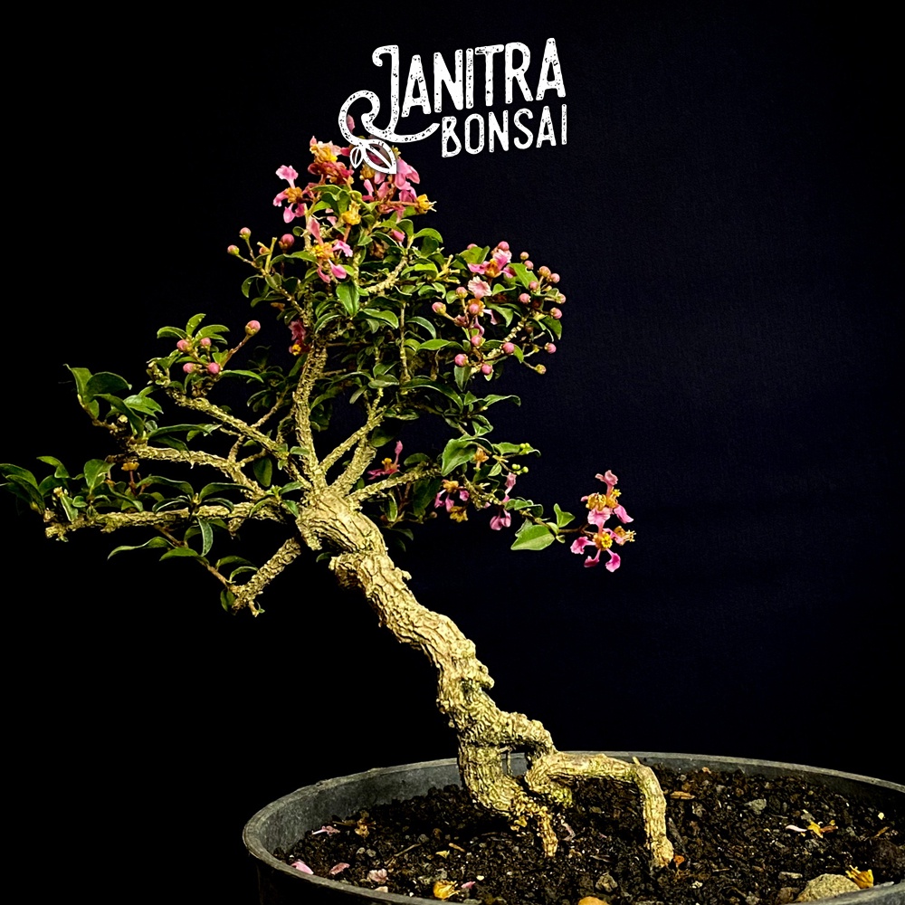 Bonsai sakura micro